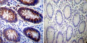 Immunohistochemistry (Formalin/PFA-fixed paraffin-embedded sections) - Anti-ATP1A3 antibody [XVIF9-G10] (AB2826), expandable thumbnail