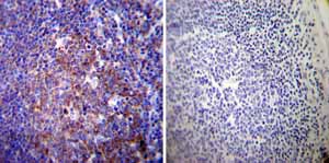 Immunohistochemistry (Formalin/PFA-fixed paraffin-embedded sections) - Anti-ATP1A3 antibody [XVIF9-G10] (AB2826), expandable thumbnail