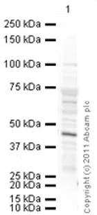 Western blot - Anti-ATP1B1 antibody [464.8] (AB8344)