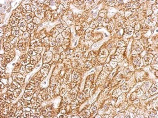 Immunohistochemistry (Formalin/PFA-fixed paraffin-embedded sections) - Anti-ATP1B1 antibody (AB96292)