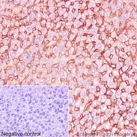 Immunohistochemistry (Formalin/PFA-fixed paraffin-embedded sections) - Anti-ATP1B1 antibody [EPR12195] (AB193669)