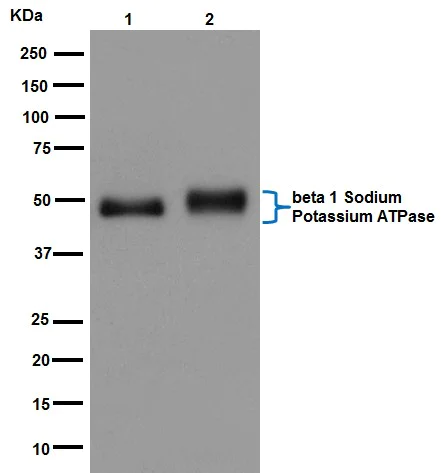 Western blot - Anti-ATP1B1 antibody [EPR12195] (AB193669)