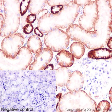 Immunohistochemistry (Formalin/PFA-fixed paraffin-embedded sections) - Anti-ATP1B1 antibody [EPR12195] - BSA and Azide free (AB251176)