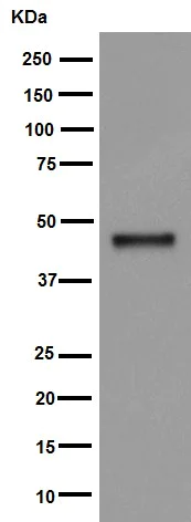 Western blot - Anti-ATP1B1 antibody [EPR12195] - BSA and Azide free (AB251176)