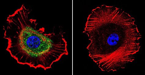 Immunocytochemistry/ Immunofluorescence - Anti-ATP1B1 antibody [M17-P5-F11] (AB2873)