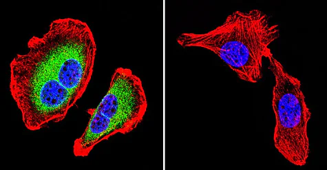 Immunocytochemistry/ Immunofluorescence - Anti-ATP1B1 antibody [M17-P5-F11] (AB2873)