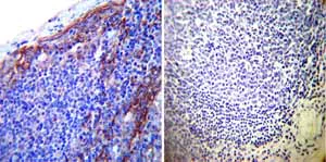 Immunohistochemistry (Formalin/PFA-fixed paraffin-embedded sections) - Anti-ATP1B1 antibody [M17-P5-F11] (AB2873)