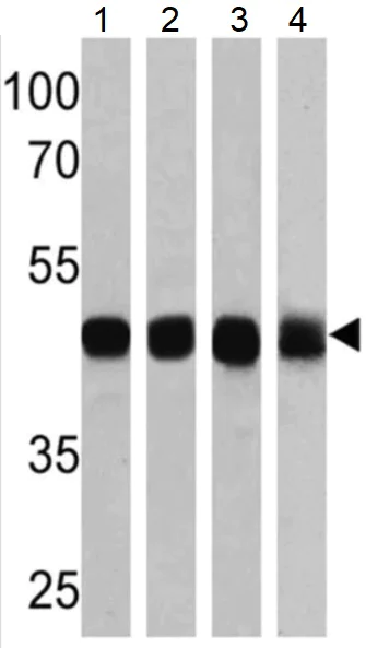 Western blot - Anti-ATP1B1 antibody [M17-P5-F11] (AB2873)