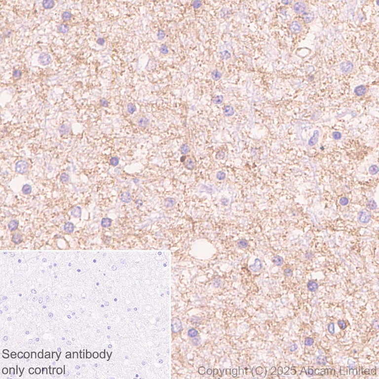 Immunohistochemistry (Formalin/PFA-fixed paraffin-embedded sections) - Anti-ATP1B2 antibody [EPR15460(B)] (AB185210)
