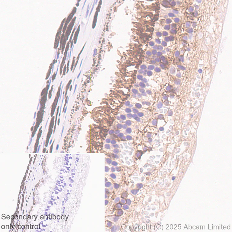 Immunohistochemistry (Formalin/PFA-fixed paraffin-embedded sections) - Anti-ATP1B2 antibody [EPR15460(B)] (AB185210)