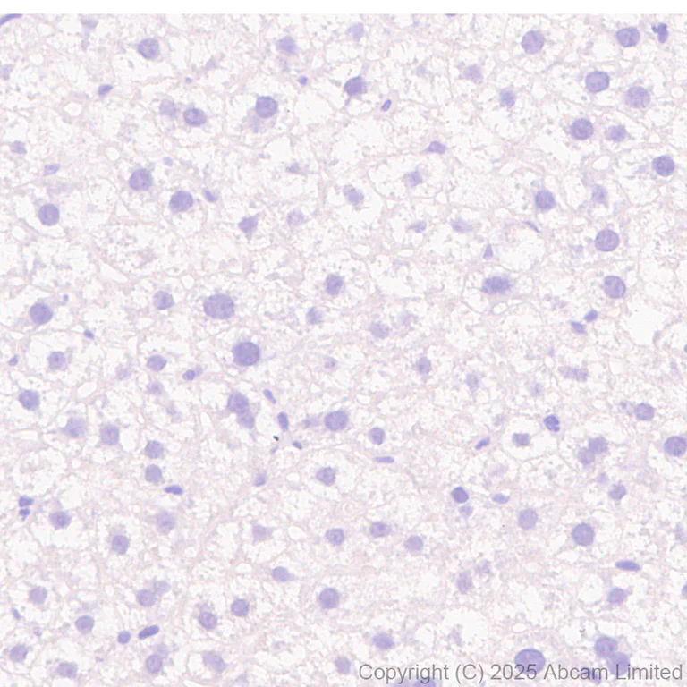 Immunohistochemistry (Formalin/PFA-fixed paraffin-embedded sections) - Anti-ATP1B2 antibody [EPR15460(B)] (AB185210)