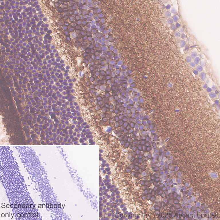 Immunohistochemistry (Formalin/PFA-fixed paraffin-embedded sections) - Anti-ATP1B2 antibody [EPR15460(B)] - BSA and Azide free (AB250809)