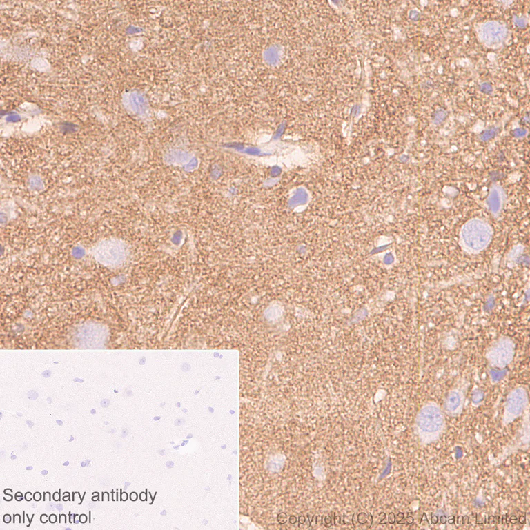 Immunohistochemistry (Formalin/PFA-fixed paraffin-embedded sections) - Anti-ATP1B2 antibody [EPR15460(B)] - BSA and Azide free (AB250809)