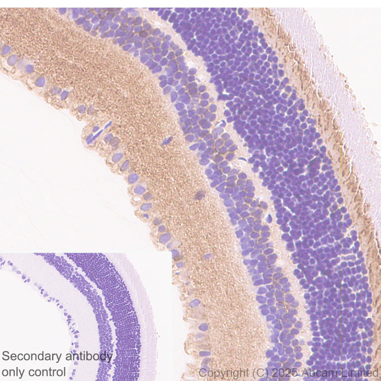 Immunohistochemistry (Formalin/PFA-fixed paraffin-embedded sections) - Anti-ATP1B2 antibody [EPR15460(B)] - BSA and Azide free (AB250809)