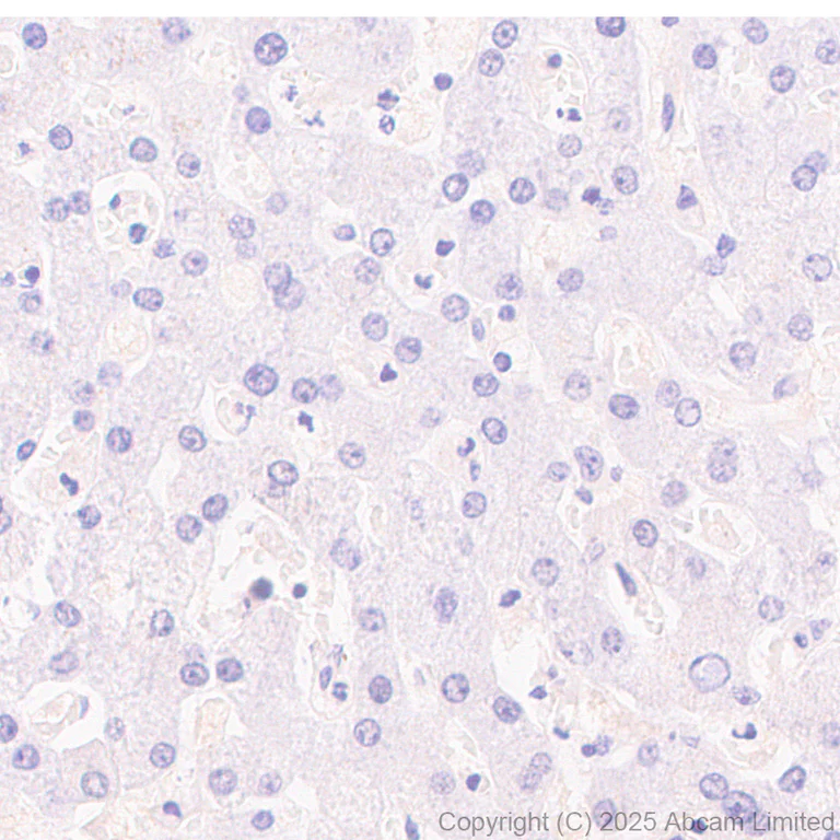Immunohistochemistry (Formalin/PFA-fixed paraffin-embedded sections) - Anti-ATP1B2 antibody [EPR15460(B)] - BSA and Azide free (AB250809)