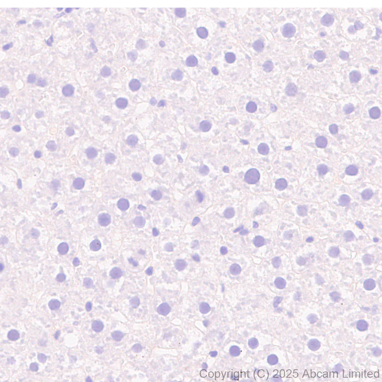 Immunohistochemistry (Formalin/PFA-fixed paraffin-embedded sections) - Anti-ATP1B2 antibody [EPR15460(B)] - BSA and Azide free (AB250809)