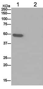 Immunoprecipitation - Anti-ATP1B2 antibody [EPR15460(B)] - BSA and Azide free (AB250809), expandable thumbnail