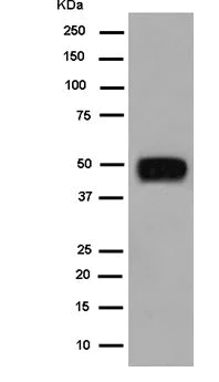 Western blot - Anti-ATP1B2 antibody [EPR15460(B)] - BSA and Azide free (AB250809)