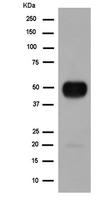 Western blot - Anti-ATP1B2 antibody [EPR15460(B)] - BSA and Azide free (AB250809), expandable thumbnail