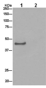 Immunoprecipitation - Anti-ATP1B2 antibody [EPR15461(B)] - BSA and Azide free (AB240290)