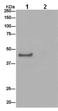 Immunoprecipitation - Anti-ATP1B2 antibody [EPR15461(B)] - BSA and Azide free (AB240290)