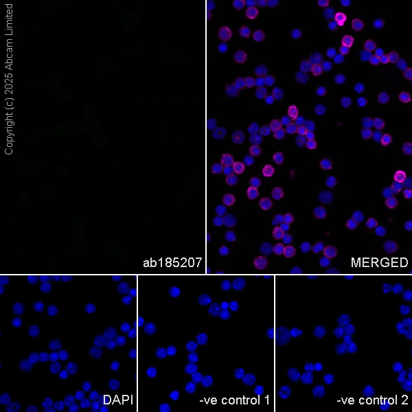 Immunocytochemistry/ Immunofluorescence - Anti-ATP1B2 antibody [EPR15461(B)] - C-terminal (AB185207)