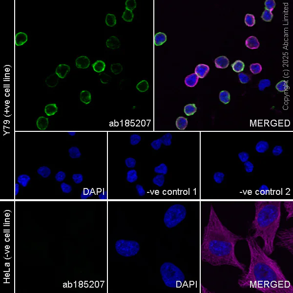 Immunocytochemistry/ Immunofluorescence - Anti-ATP1B2 antibody [EPR15461(B)] - C-terminal (AB185207)
