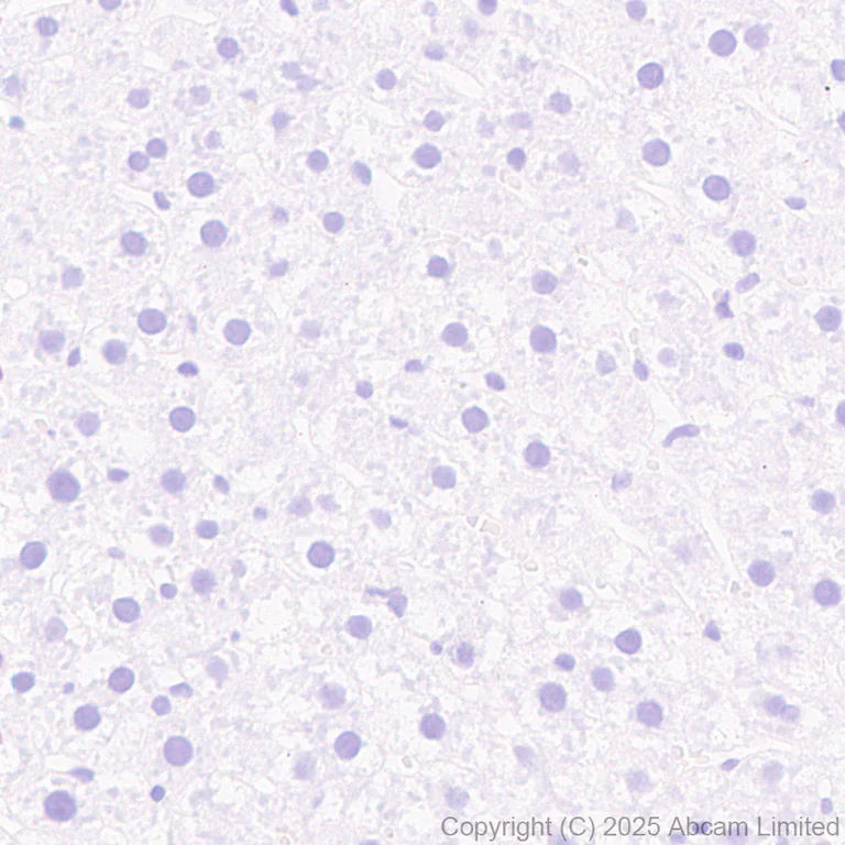 Immunohistochemistry (Formalin/PFA-fixed paraffin-embedded sections) - Anti-ATP1B2 antibody [EPR15461(B)] - C-terminal (AB185207)