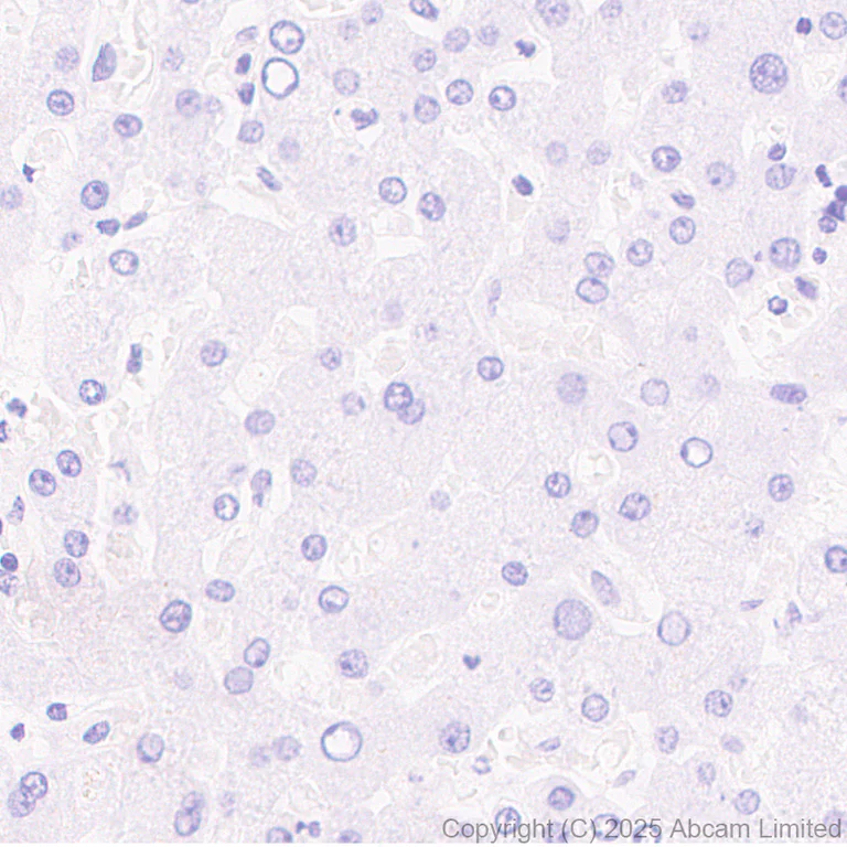 Immunohistochemistry (Formalin/PFA-fixed paraffin-embedded sections) - Anti-ATP1B2 antibody [EPR15461(B)] - C-terminal (AB185207)