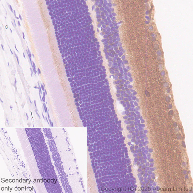 Immunohistochemistry (Formalin/PFA-fixed paraffin-embedded sections) - Anti-ATP1B2 antibody [EPR15461(B)] - C-terminal (AB185207)