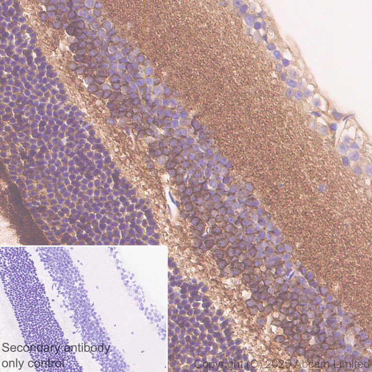 Immunohistochemistry (Formalin/PFA-fixed paraffin-embedded sections) - Anti-ATP1B2 antibody [EPR15461(B)] - C-terminal (AB185207)