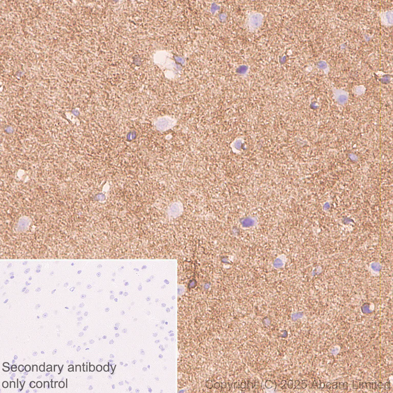 Immunohistochemistry (Formalin/PFA-fixed paraffin-embedded sections) - Anti-ATP1B2 antibody [EPR15461(B)] - C-terminal (AB185207)