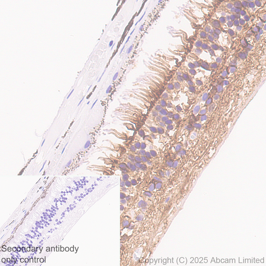 Immunohistochemistry (Formalin/PFA-fixed paraffin-embedded sections) - Anti-ATP1B2 antibody [EPR15461(B)] - C-terminal (AB185207)