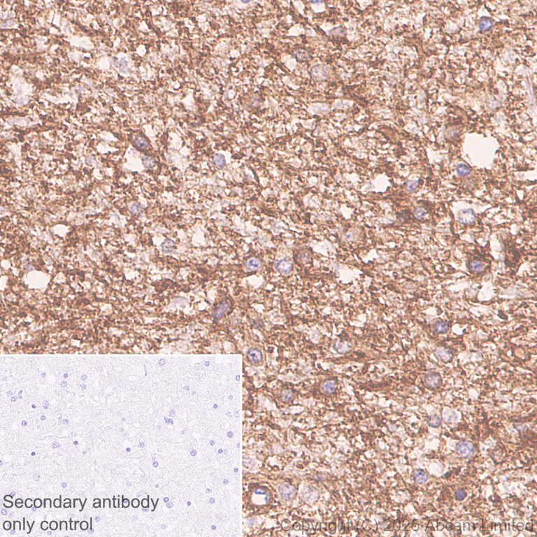 Immunohistochemistry (Formalin/PFA-fixed paraffin-embedded sections) - Anti-ATP1B2 antibody [EPR15461(B)] - C-terminal (AB185207)