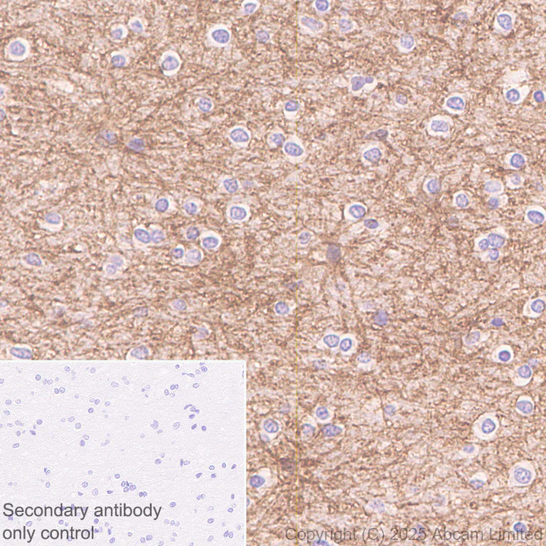 Immunohistochemistry (Formalin/PFA-fixed paraffin-embedded sections) - Anti-ATP1B2 antibody [EPR15461(B)] - C-terminal (AB185207)