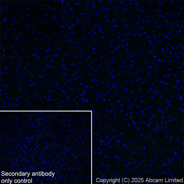 Immunohistochemistry (Frozen sections) - Anti-ATP1B2 antibody [EPR15461(B)] - C-terminal (AB185207)