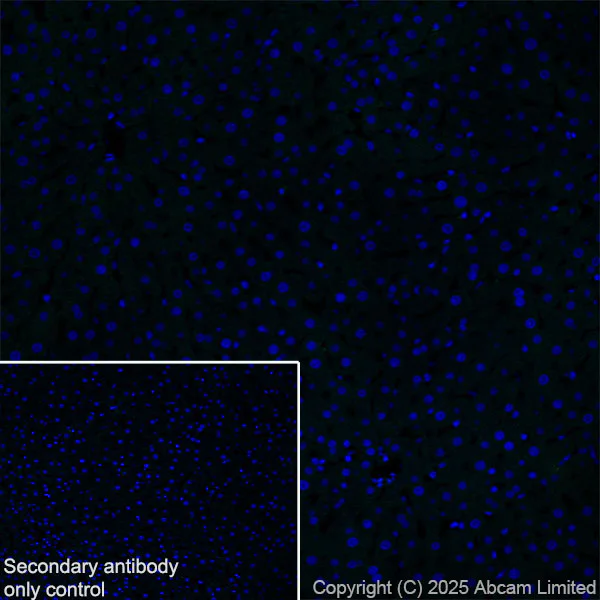 Immunohistochemistry (Frozen sections) - Anti-ATP1B2 antibody [EPR15461(B)] - C-terminal (AB185207)