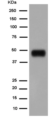 Western blot - Anti-ATP1B2 antibody [EPR15461(B)] - C-terminal (AB185207)