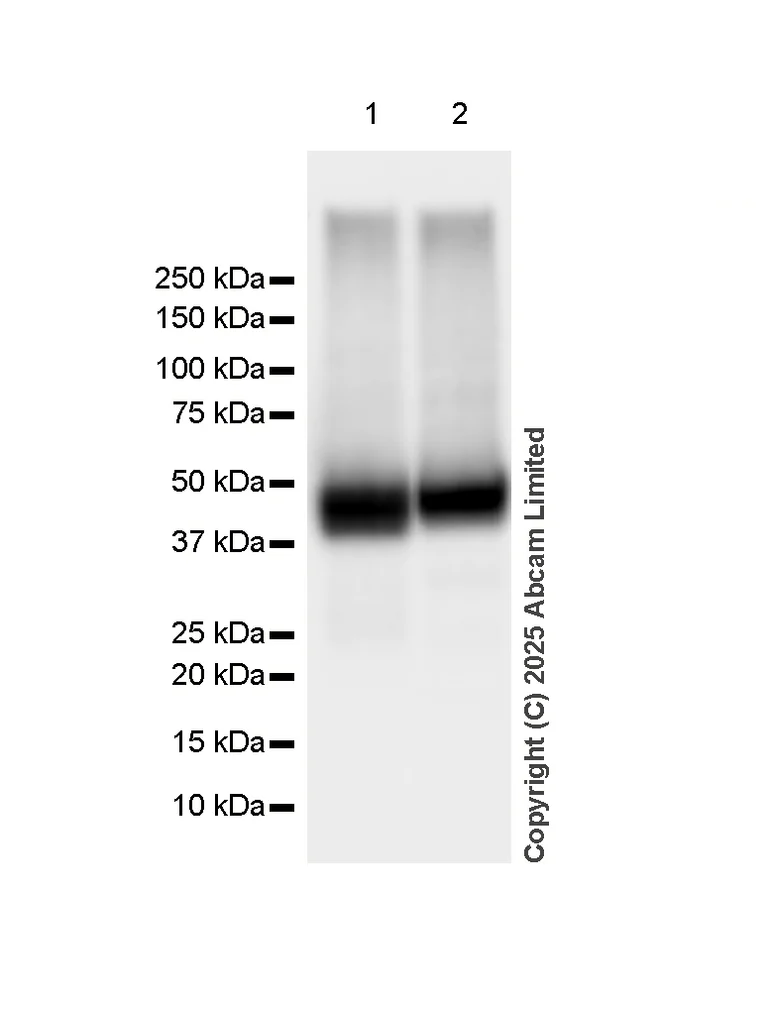 Western blot - Anti-ATP1B2 antibody [EPR15461(B)] - C-terminal (AB185207)