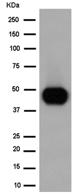 Western blot - Anti-ATP1B2 antibody [EPR15461(B)] - C-terminal (AB185207)