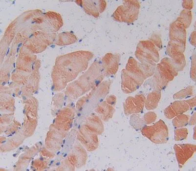 Immunohistochemistry (Formalin/PFA-fixed paraffin-embedded sections) - Anti-ATP1B3 antibody (AB231671)
