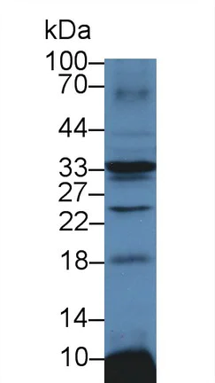 Western blot - Anti-ATP1B3 antibody (AB231671)