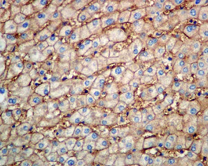 Immunohistochemistry (Formalin/PFA-fixed paraffin-embedded sections) - Anti-ATP1B3 antibody [EPR8981] (AB137055)