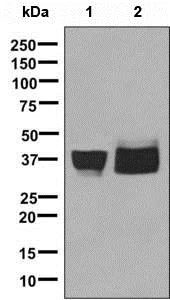 Western blot - Anti-ATP1B3 antibody [EPR8981] - BSA and Azide free (AB248791)
