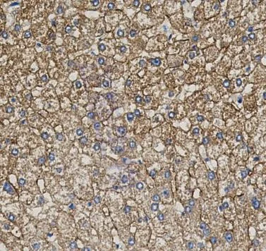 Immunohistochemistry (Formalin/PFA-fixed paraffin-embedded sections) - Anti-ATP1B3 antibody [SR4028] (AB326700)