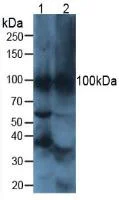 Western blot - Anti-ATP4A antibody (AB231729)