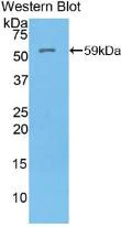 Western blot - Anti-ATP4A antibody (AB231729)