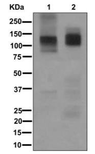 Western blot - Anti-ATP4A antibody [EPR12251] (AB174293)