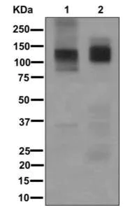 Western blot - Anti-ATP4A antibody [EPR12251] - BSA and Azide free (AB249798)