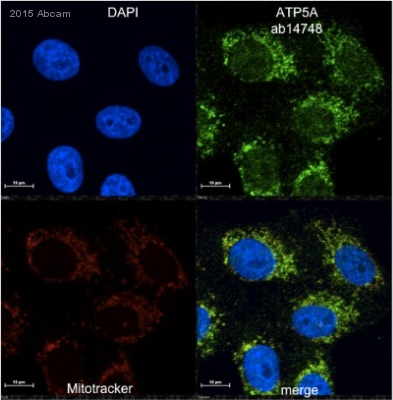 Immunocytochemistry/ Immunofluorescence - Anti-ATP5A antibody [15H4C4] - Mitochondrial Marker (AB14748), expandable thumbnail